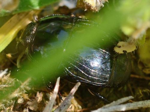 Hister quadrimaculatus